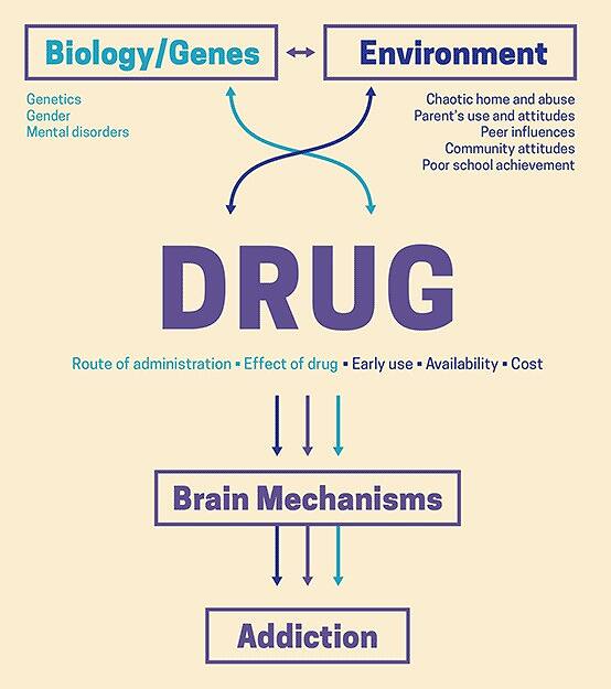 Infographic showing the interplay between biology/genes, environment, drug factors, brain mechanisms, and addiction, illustrating the pathway to opiate dependency