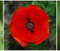 Three stages of poppy growth: green hairy bud, vibrant red flower in full bloom, and green seed pod