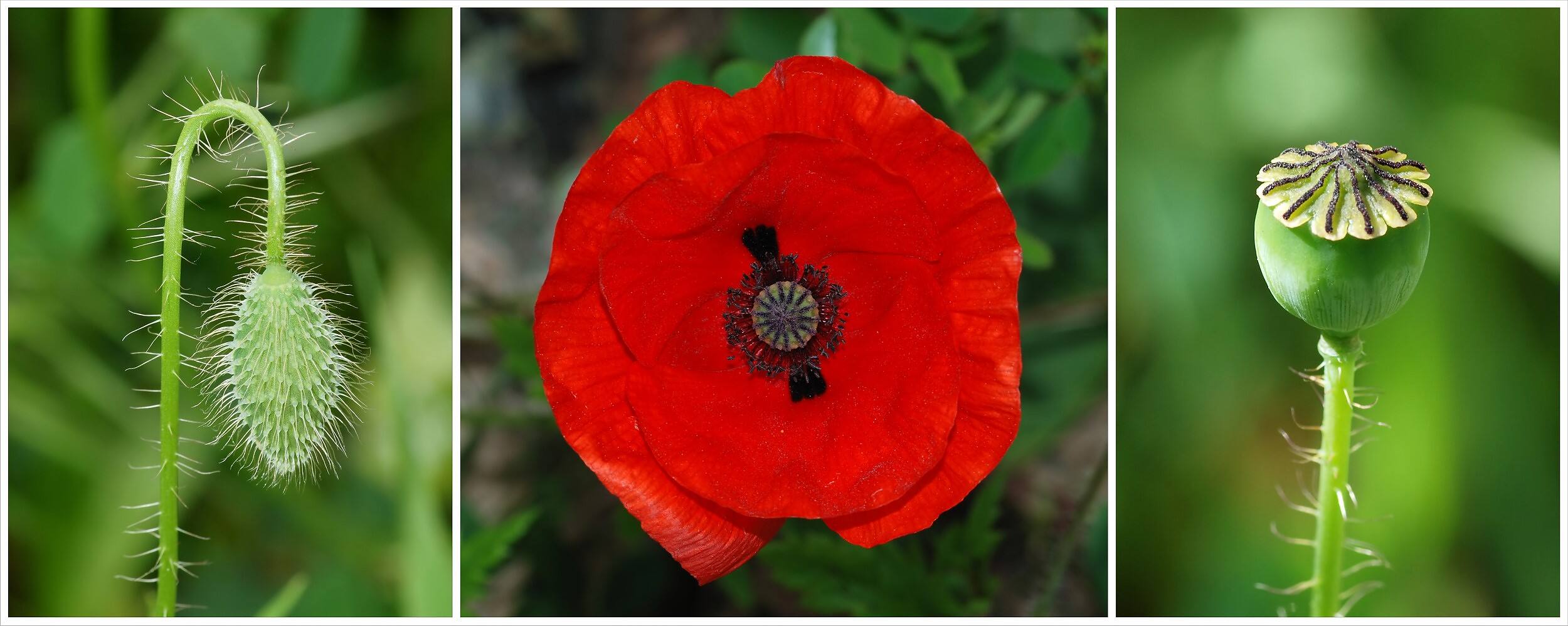 Three stages of poppy growth: green hairy bud, vibrant red flower in full bloom, and green seed pod