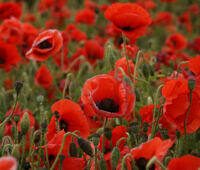 Close-up view of vibrant red poppy flowers in a field, with blooming poppies and buds visible, illustrating the natural origin of opiate substances