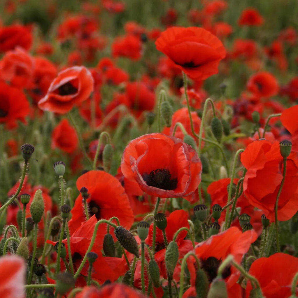 Close-up view of vibrant red poppy flowers in a field, with blooming poppies and buds visible, illustrating the natural origin of opiate substances