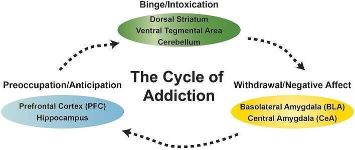 Diagram illustrating the cycle of drug addiction, showing brain regions involved in preoccupation, binge/intoxication, and withdrawal stages