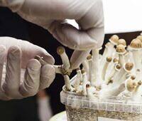 Gloved hands handling cultivated psilocybin mushrooms in a laboratory setting