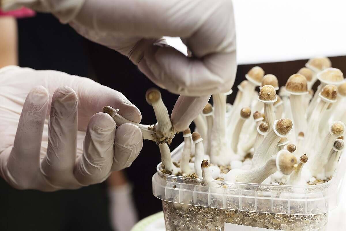 Gloved hands handling cultivated psilocybin mushrooms in a laboratory setting