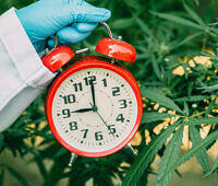 Red alarm clock held by gloved hand over cannabis leaves, illustrating duration of marijuana in the body