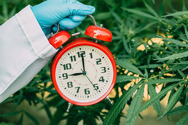 Red alarm clock held by gloved hand over cannabis leaves, illustrating duration of marijuana in the body