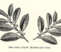 Vintage botanical illustration of the coca plant (Erythroxylon coca) showing leaves and flowers, source of cocaine