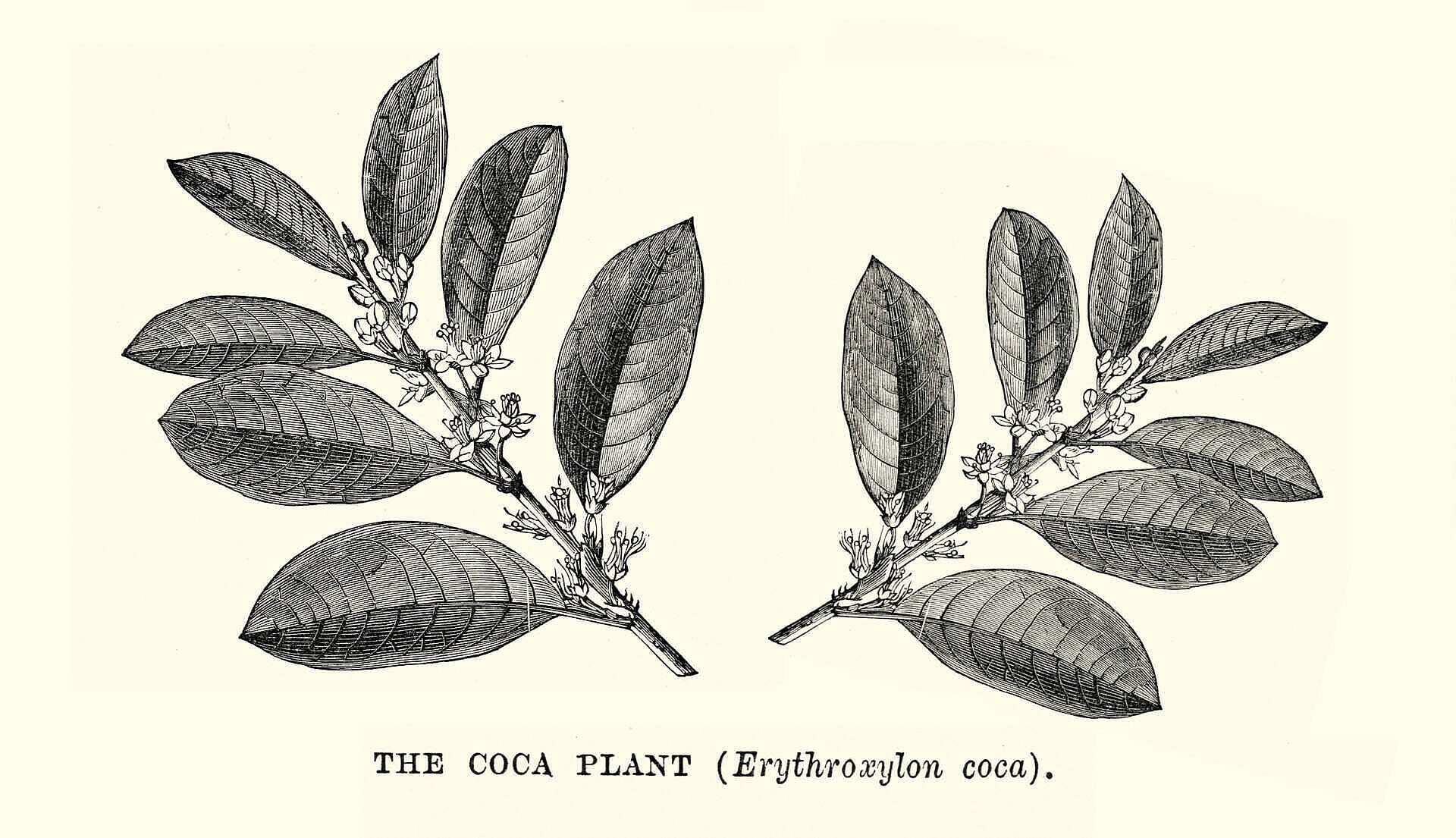 Vintage botanical illustration of the coca plant (Erythroxylon coca) showing leaves and flowers, source of cocaine