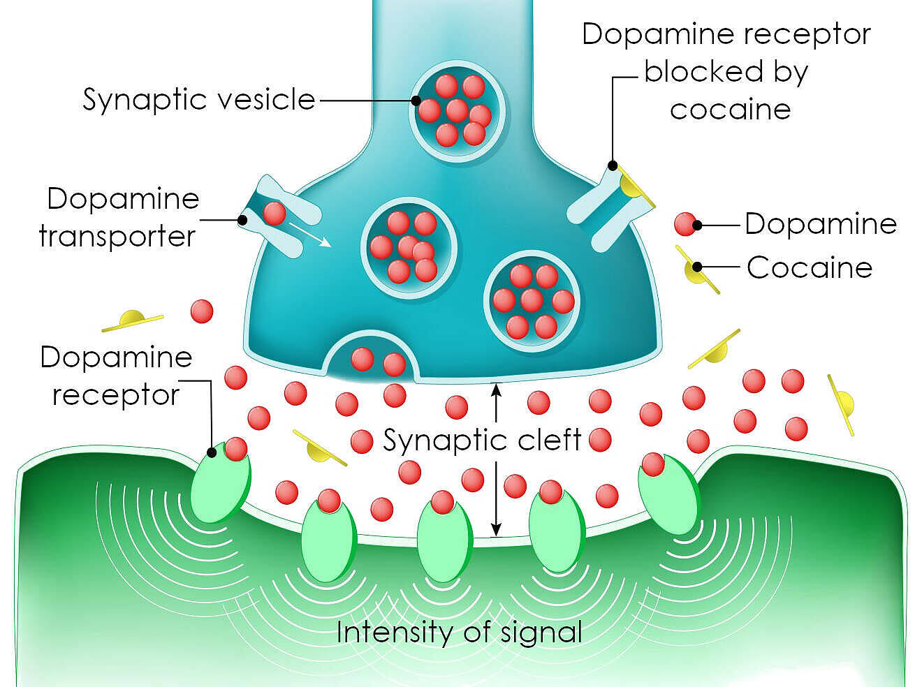 Detailed diagram showing how cocaine affects dopamine receptors and neurotransmission in the brain, illustrating the mechanism of cocaine addiction