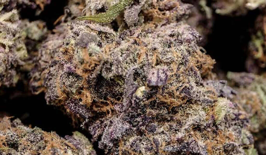 Macro photograph of purple and green cannabis buds with visible trichomes