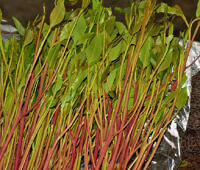 Freshly harvested khat leaves and stems with green foliage and reddish stalks, bundled on a reflective surface, used in khat addiction