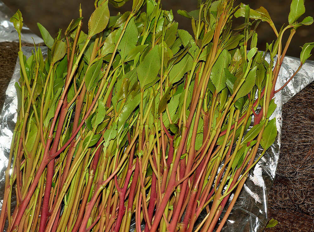 Freshly harvested khat leaves and stems with green foliage and reddish stalks, bundled on a reflective surface, used in khat addiction