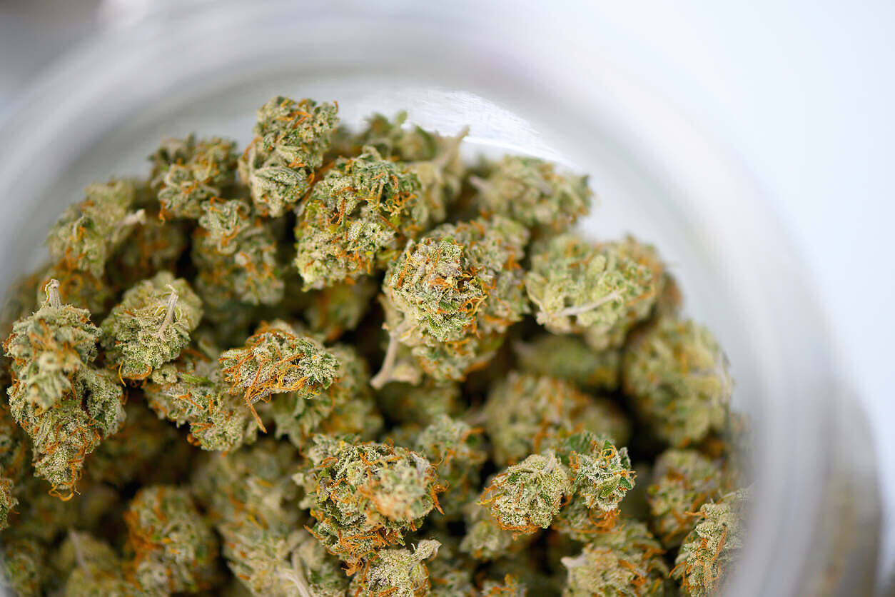 Close-up of dried marijuana buds in a white bowl, showing green cannabis flowers with orange pistils