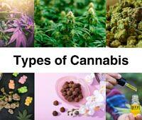 Collage showing different types of cannabis including plants, buds, edibles, and oils