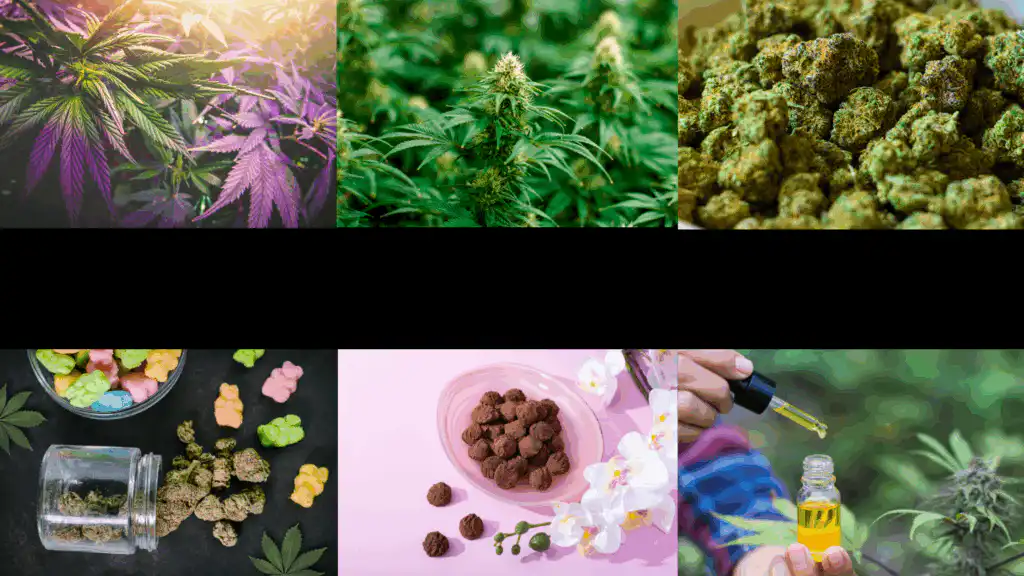 Gallery of images of different forms of cannabis around black block