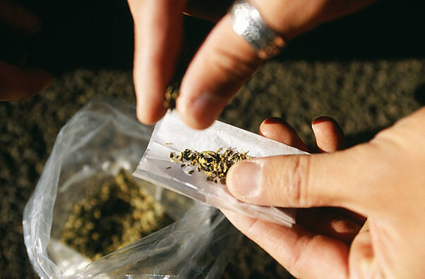 Hands rolling a marijuana joint with dried cannabis in a plastic bag, illustrating potential dangers of drug use