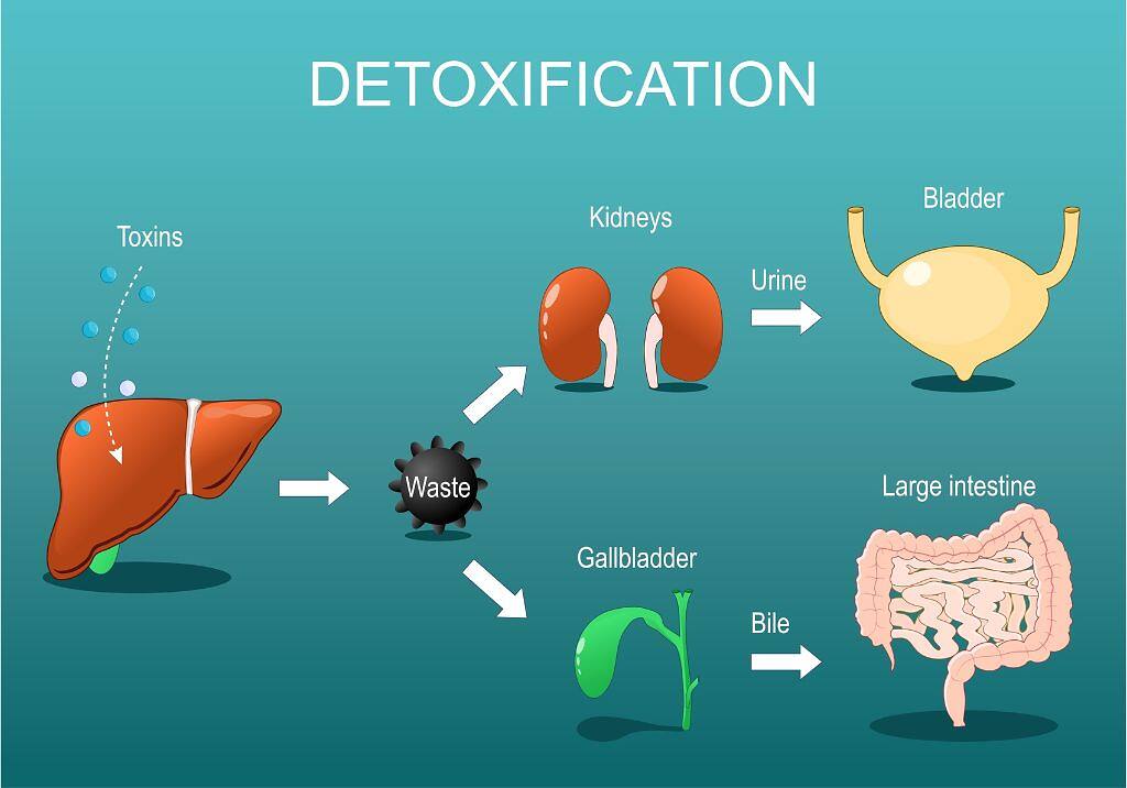 Infographic showing the detoxification process in the human body, including the liver, kidneys, gallbladder, bladder, and large intestine