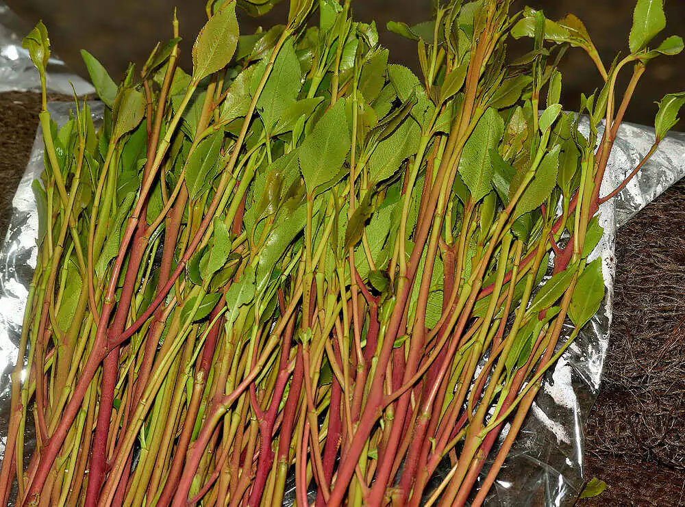 Freshly harvested khat leaves and stems with green foliage and reddish stalks, bundled on a reflective surface, used in khat addiction|Close-up of open mouth during dental examination, showing teeth and gums with potential signs of substance-related oral health issues|Close-up of open mouth showing teeth and white substance, likely khat, demonstrating the oral impact of khat use